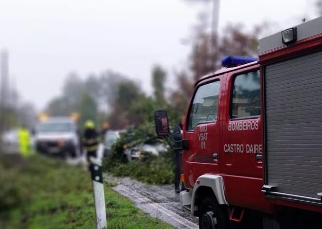 Região de Viseu registou várias quedas de árvores devido ao mau tempo